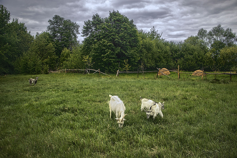 Фотографія З важкого непорушного неба часом зривається дощик. Та нам, кОза ностра, лише соковитіше від цього! / Юрій Максименко / photographers.ua