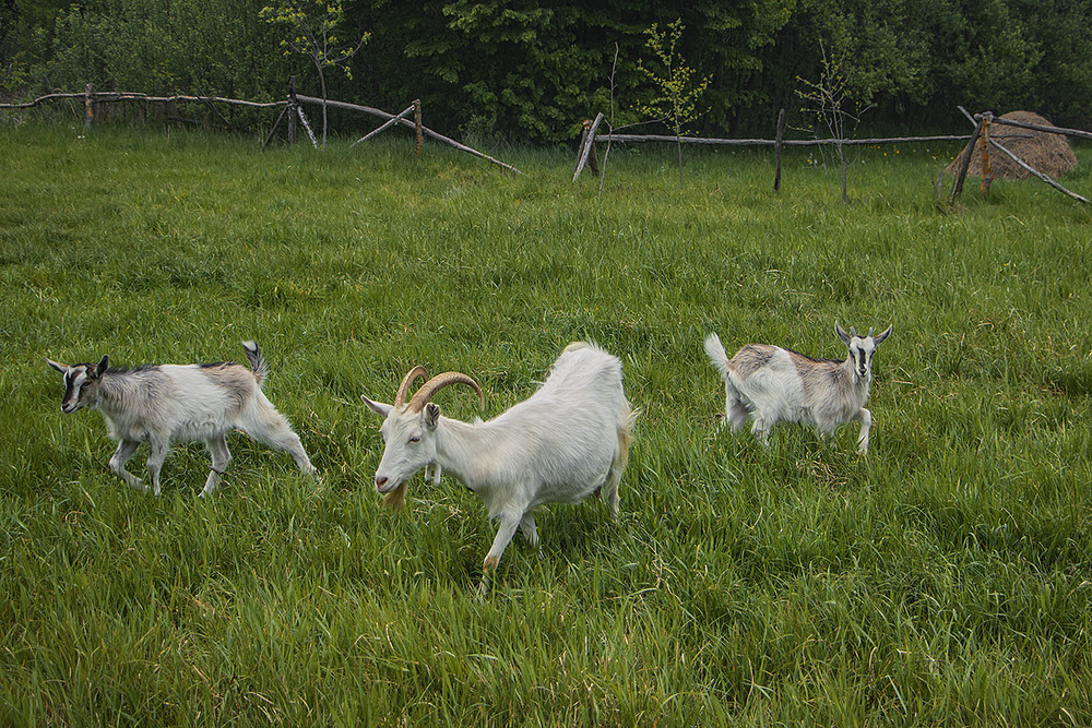 Фотографія - Як Вас звуть, ласкава пані? - Kosa Nostra! - Не Коза Дереза?!!!! - Нє - часи міняються! / Юрій Максименко / photographers.ua