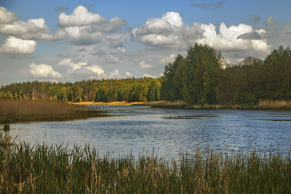 Фотографія Вітер дмухає моцно, збирається на дощ - ось побачите! / Юрій Максименко / photographers.ua