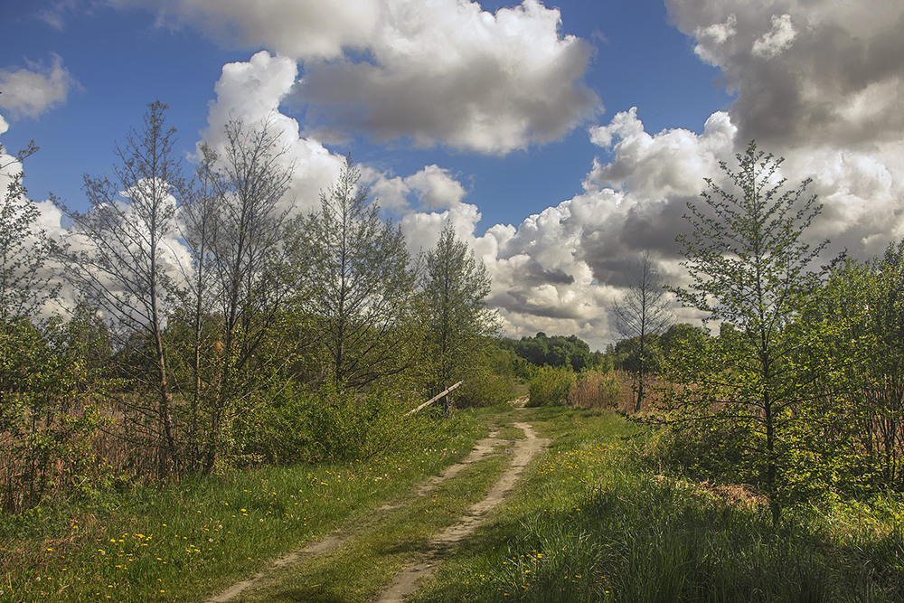 Фотографія Дорога веде повз весняну брунькову розпусту. Хмарки ледь-ледь пливуть. До-о-о-обре. / Юрій Максименко / photographers.ua
