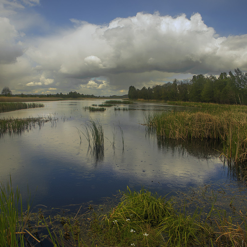 Фотографія Дощик крапає дрібненький із сумного неба, та не так то воно все й безнадійно - квіточки цвітуть! / Юрій Максименко / photographers.ua