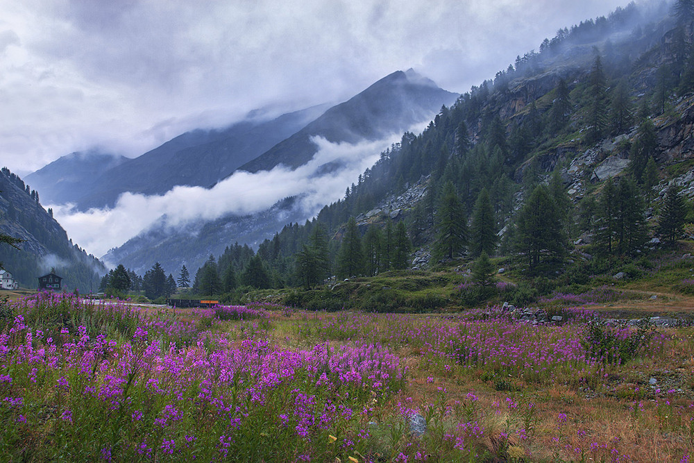 Фотографія Хмари оповивають, дощик накрапає, а квіти - цвітуть, та й цвіт опадає. / Юрій Максименко / photographers.ua