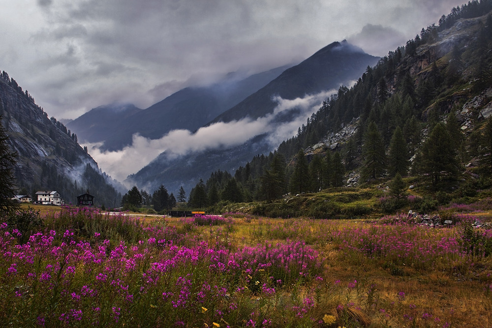 Фотографія Оці квіти зараз вмиваються дощем із цих нахабних хмар. / Юрій Максименко / photographers.ua