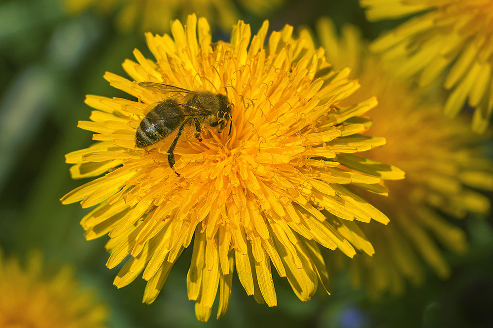 Фотографія Орієнтація Bee: весна іде - нектар несе, і тій весні - радіє все. Бо оживає. / Юрій Максименко / photographers.ua