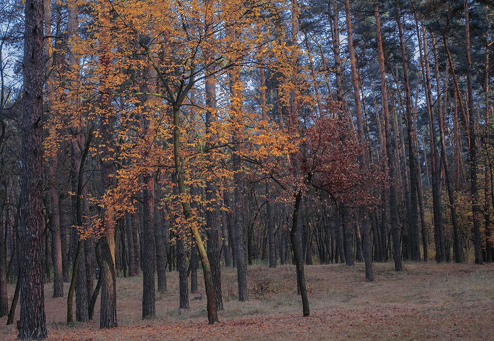 Фотографія Останні промінці. / Юрій Максименко / photographers.ua