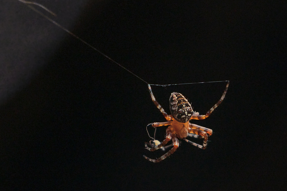 Фотографія У них тут своя власна планета, а заре якраз триває вихід у відкритий космос в новому скафандрі. / Юрій Максименко / photographers.ua