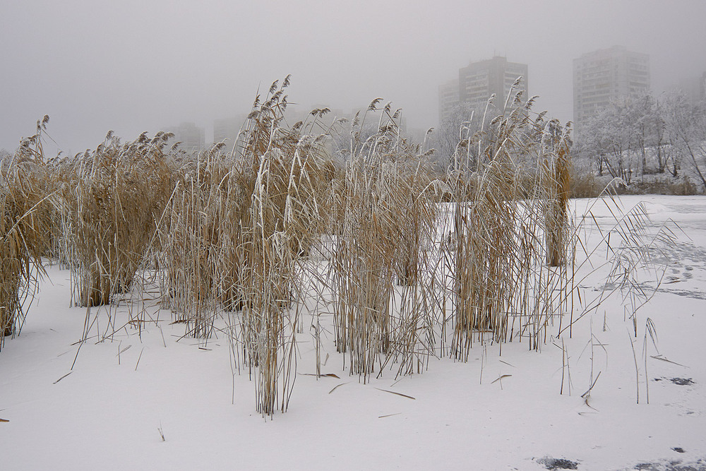 Фотографія Туманний ранок на озері Вирлиця. / Юрій Максименко / photographers.ua