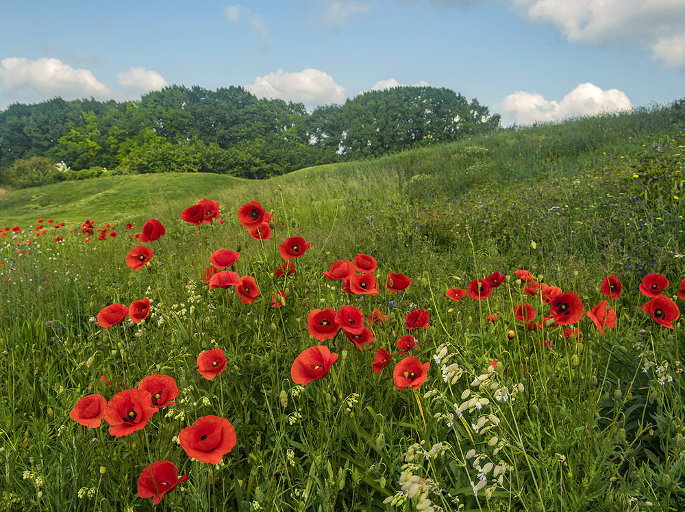 Фотографія Повіяв вітер степовий, трава ся похилила, впав в бОю стрІлець молодий, - дівчИна затужила. / Юрій Максименко / photographers.ua