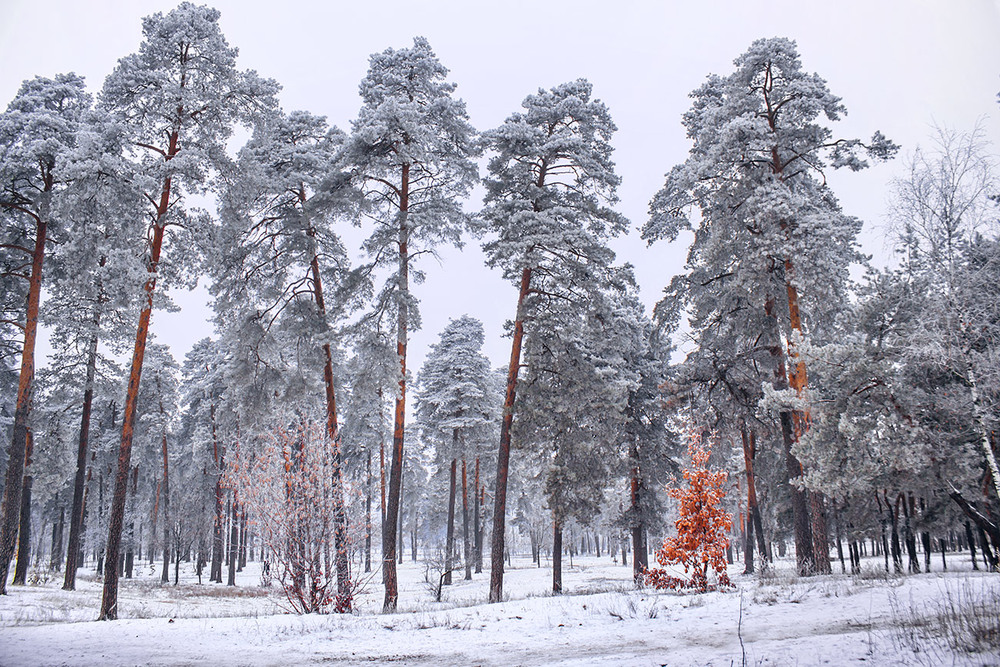Фотографія Ось впаде сніг, паморозь накриє дерева, вони стануть пухнастими. Мороз нарешті розжене злі віруси. / Юрій Максименко / photographers.ua