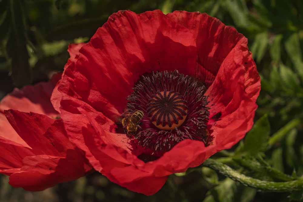 Фотографія Бджолиний рай переповнюється нектаром і бадьорим дзижчанням. / Юрій Максименко / photographers.ua