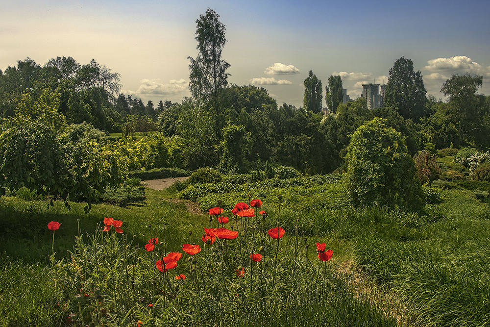 Фотографія Середмістя столиці: маки цвітуть і життя буяє скрозь після дощів. / Юрій Максименко / photographers.ua