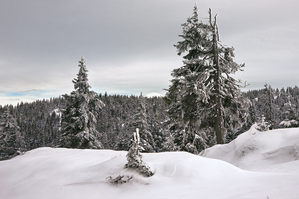 Фотографія Холодно, вітер здуває сніг. / Юрій Максименко / photographers.ua
