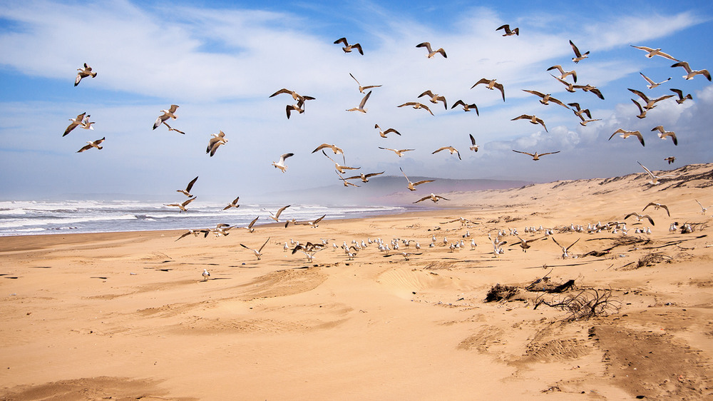Фотографія Окіян, чайки, дюни. / Юрій Максименко / photographers.ua