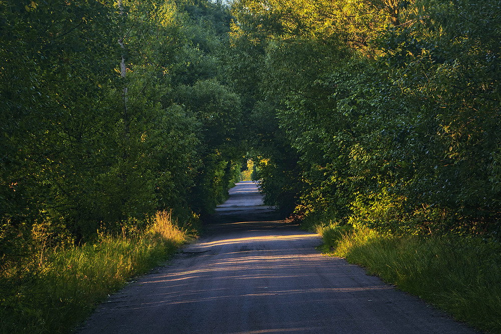 Фотографія Ось тунель утворився в процесі нАступу лісів на людей - якщо й не кохання, то глибокої прихильності / Юрій Максименко / photographers.ua
