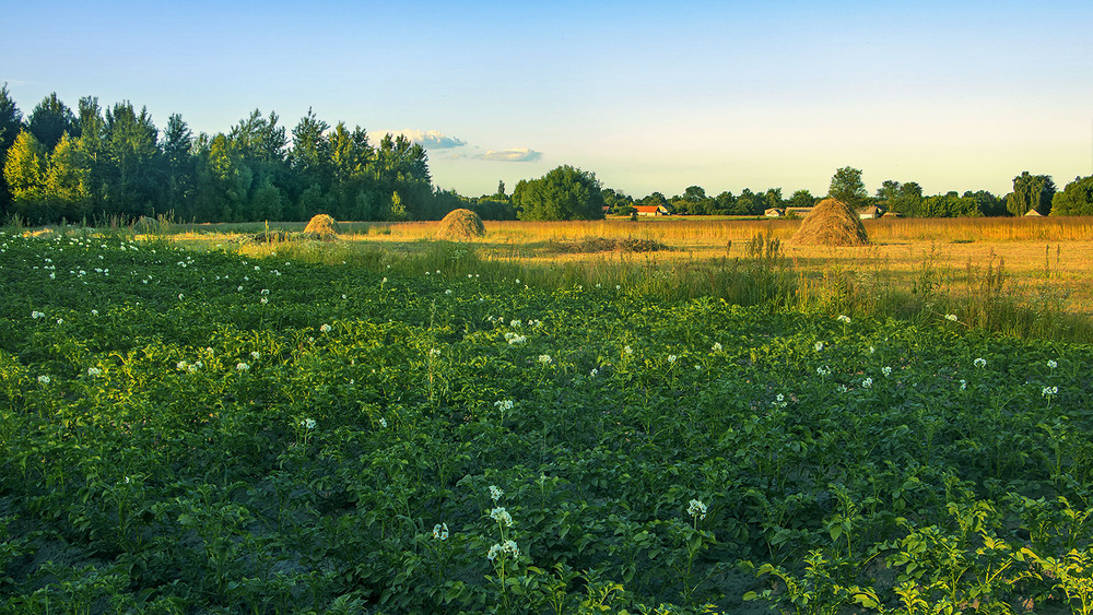 Фотографія У полях край села копички-ностальжички примостилися, картопля зацвіла, а сонце - ховається за ліс. / Юрій Максименко / photographers.ua