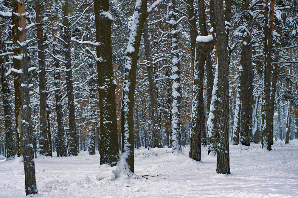 Фотографія Гарна зима траплялася. / Юрій Максименко / photographers.ua