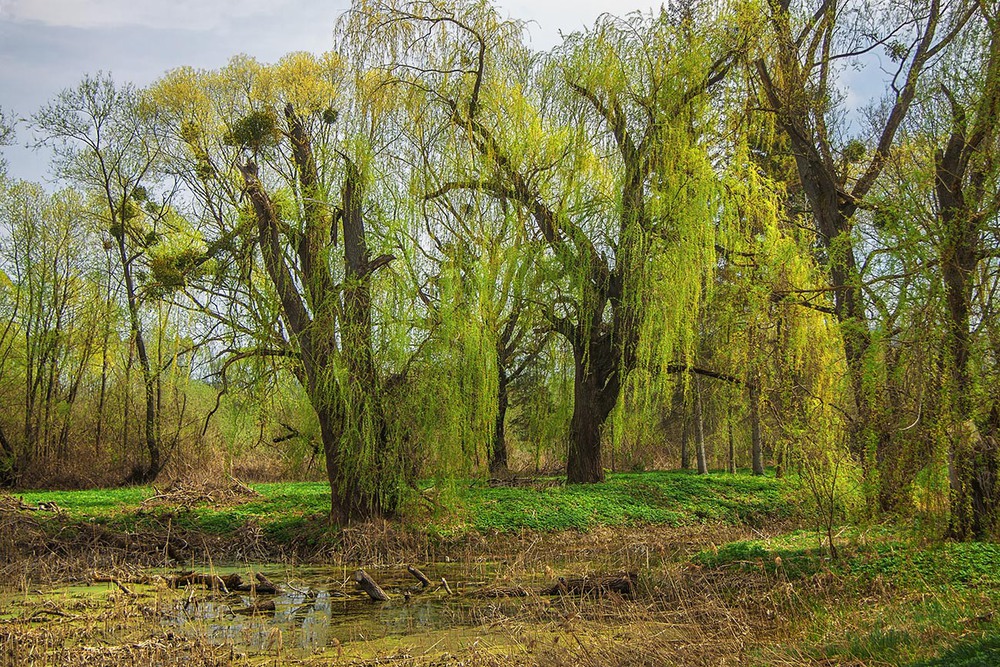 Фотографія Молода весняна зелень купається у вранішніх квітневих променях. / Юрій Максименко / photographers.ua