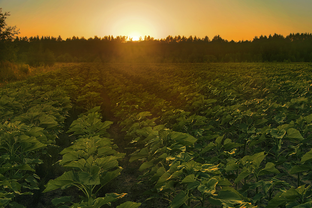 Фотографія Сонце проти ночі, буває, предобряче сліпить очі. А соняшнику - добре - розвивається, виділяє кисень / Юрій Максименко / photographers.ua