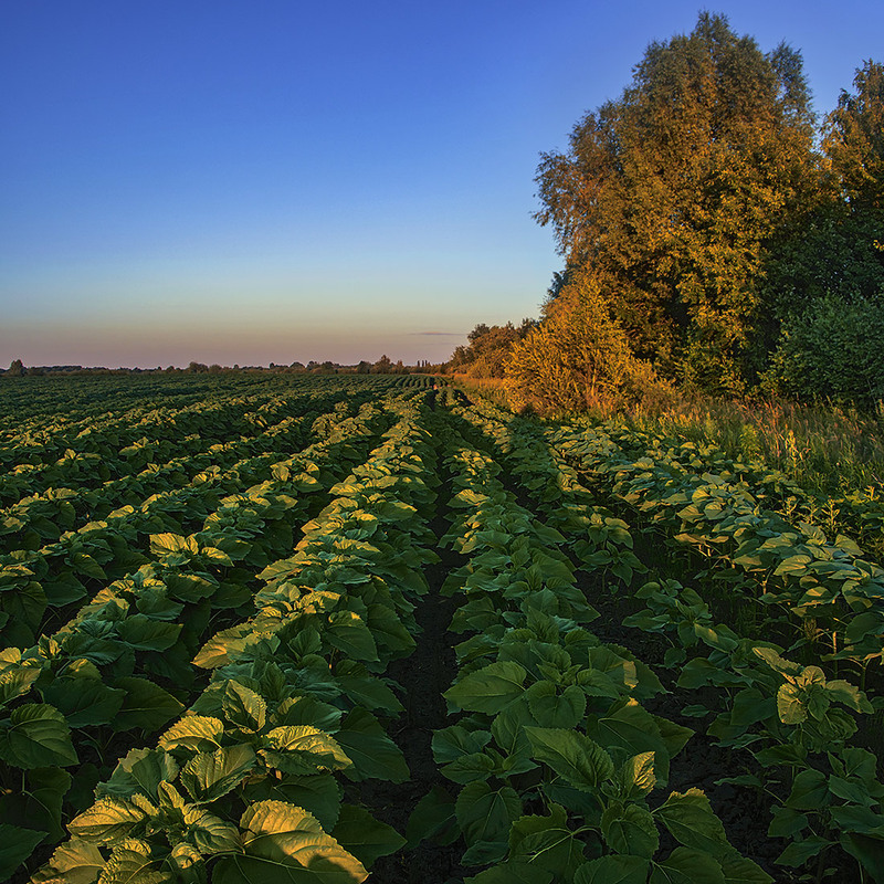 Фотографія Так важливо в житті бачити свою перспективу, своє життєве завдання, навіть коли ніч вже опускається / Юрій Максименко / photographers.ua