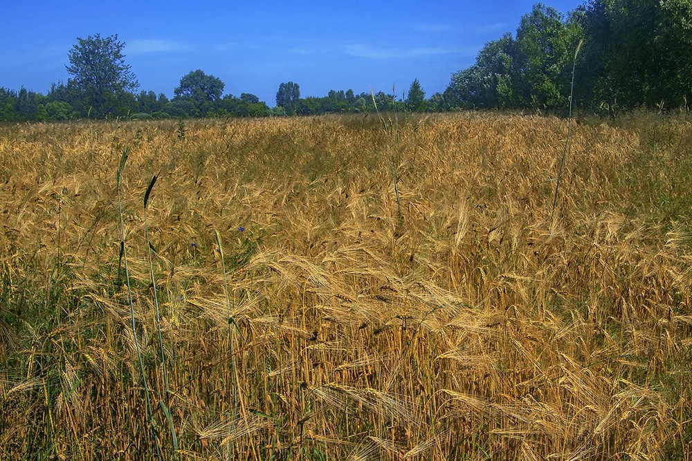 Фотографія Зеленеє жито за селом, а у мене гості - за столом. Поле колоситься, а остюки - колючі. / Юрій Максименко / photographers.ua