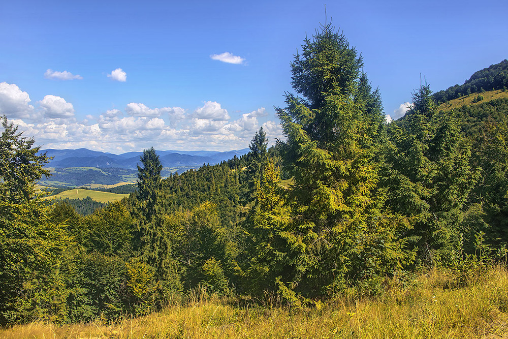 Фотографія Зелені ліси вкрили сушу. Хоча й не зразу, зате - надовго. От людям - і доообре. / Юрій Максименко / photographers.ua