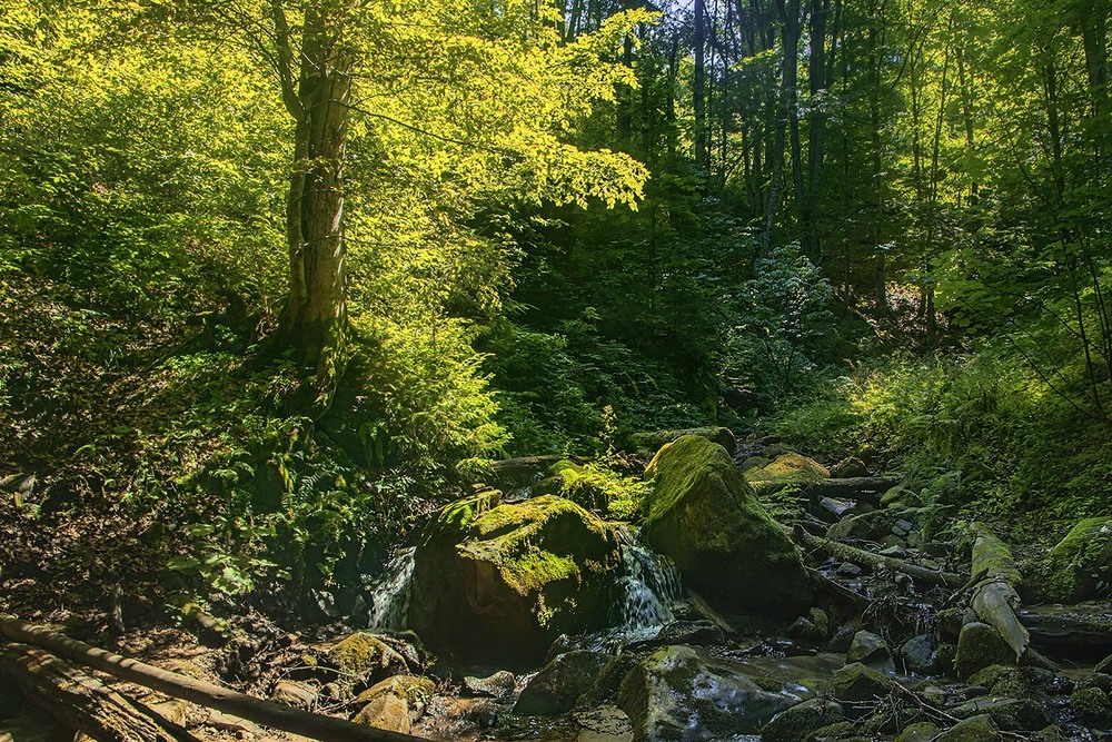 Фотографія Від віку камені вкриваються мохом, дерева - листям, а людина - згадками. І все на заході сонця. / Юрій Максименко / photographers.ua