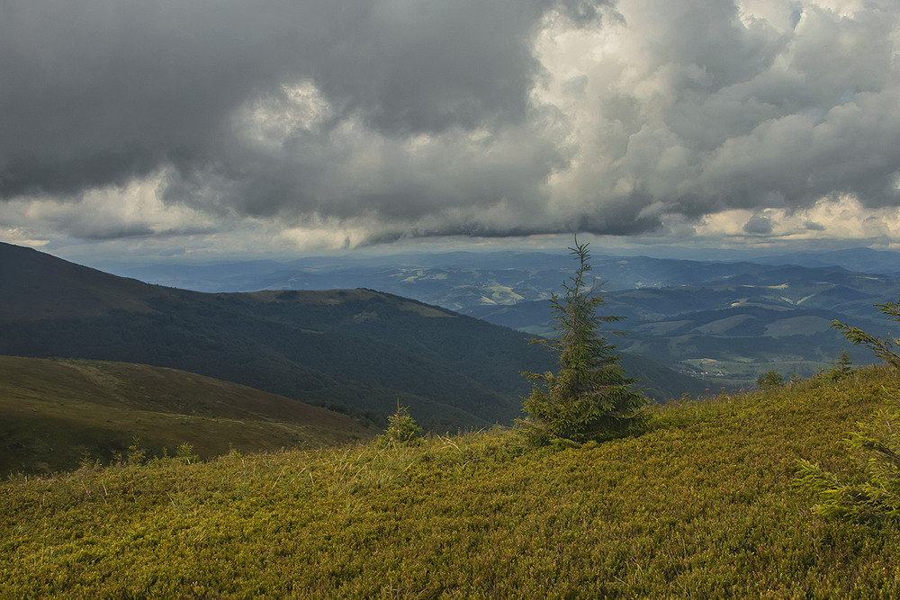 Фотографія Сонечко виглянуло у віконце. Зелена красуня височенько заперлася, важко їй буде на вітрах виживати. / Юрій Максименко / photographers.ua