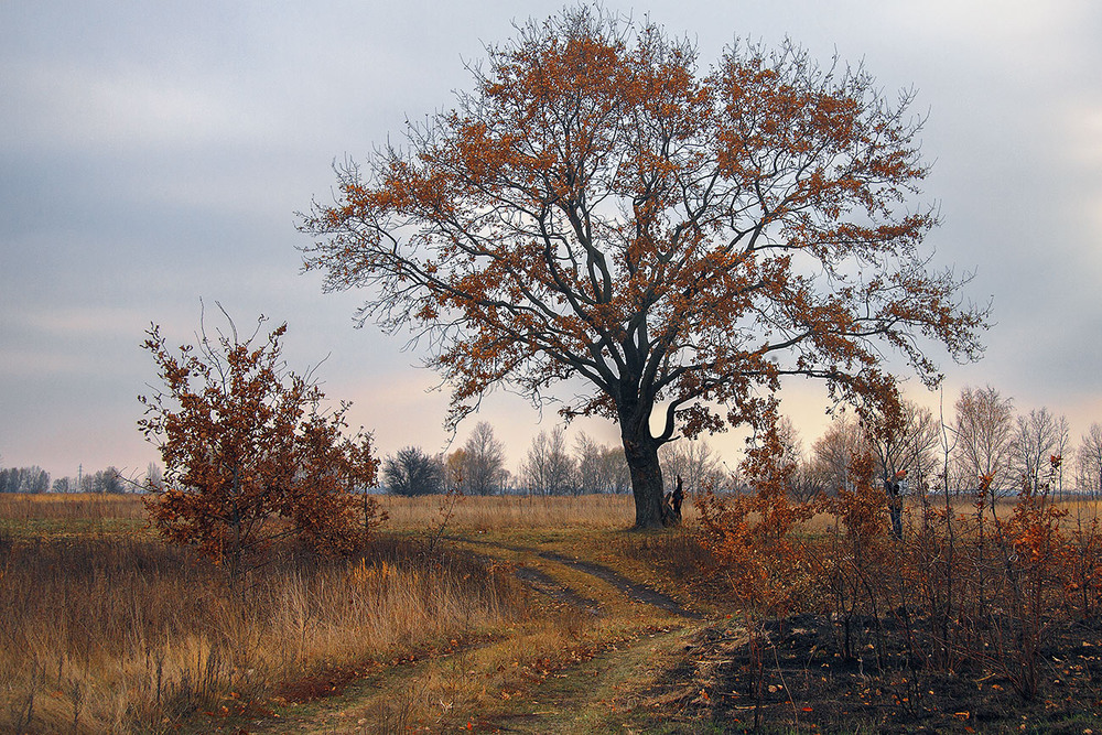 Фотографія Дерево при дорозі. / Юрій Максименко / photographers.ua