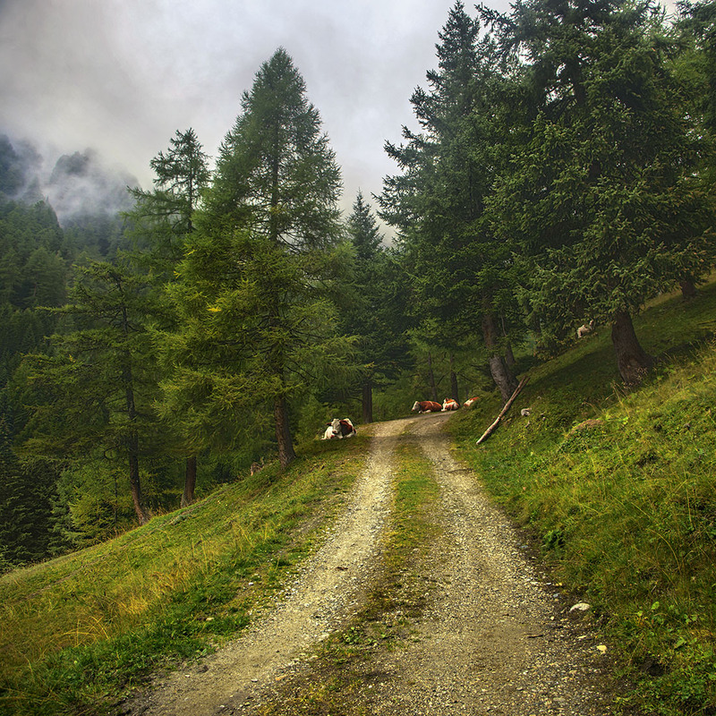 Фотографія Між дощиком, кудлатими хмарами, горами, лісами, коровами шлях проліг кудись вперед до несподіваного / Юрій Максименко / photographers.ua