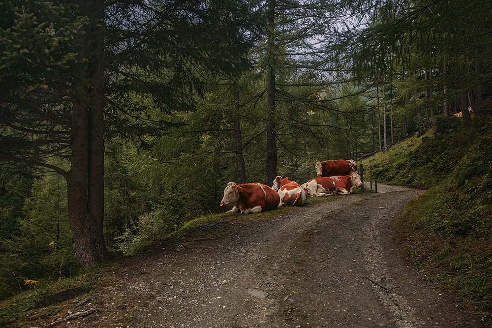 Фотографія Із соковитою травою приходить спокій, бажання спочити, пожувати жуйку. А ми траву - не споживаємо. / Юрій Максименко / photographers.ua
