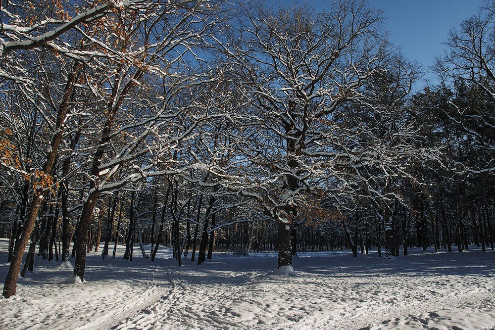 Фотографія Велике дерево. Чи сніг на ньому, чи листя. / Юрій Максименко / photographers.ua