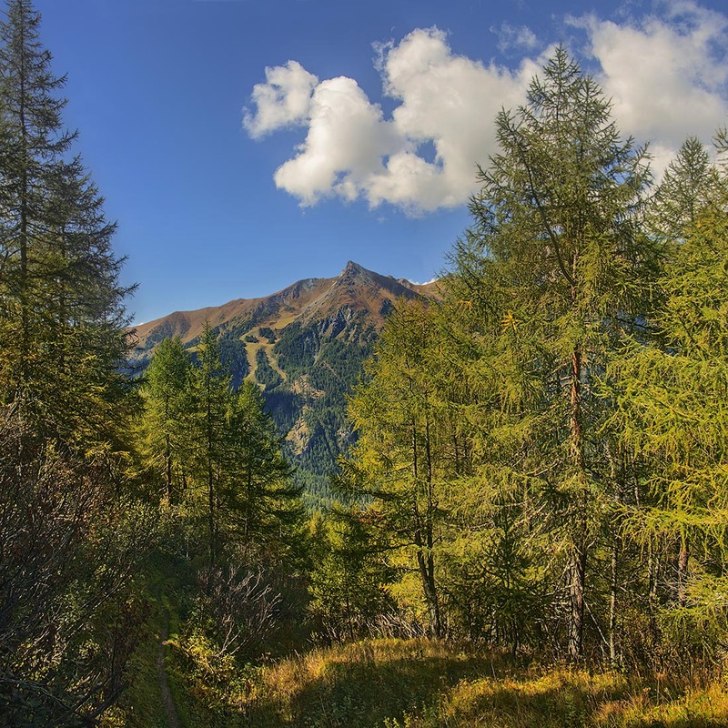 Фотографія У лісі ой у темному, де ходить хитрий лис, в тіньочку - дооообре, - прохолодно і затишно. / Юрій Максименко / photographers.ua