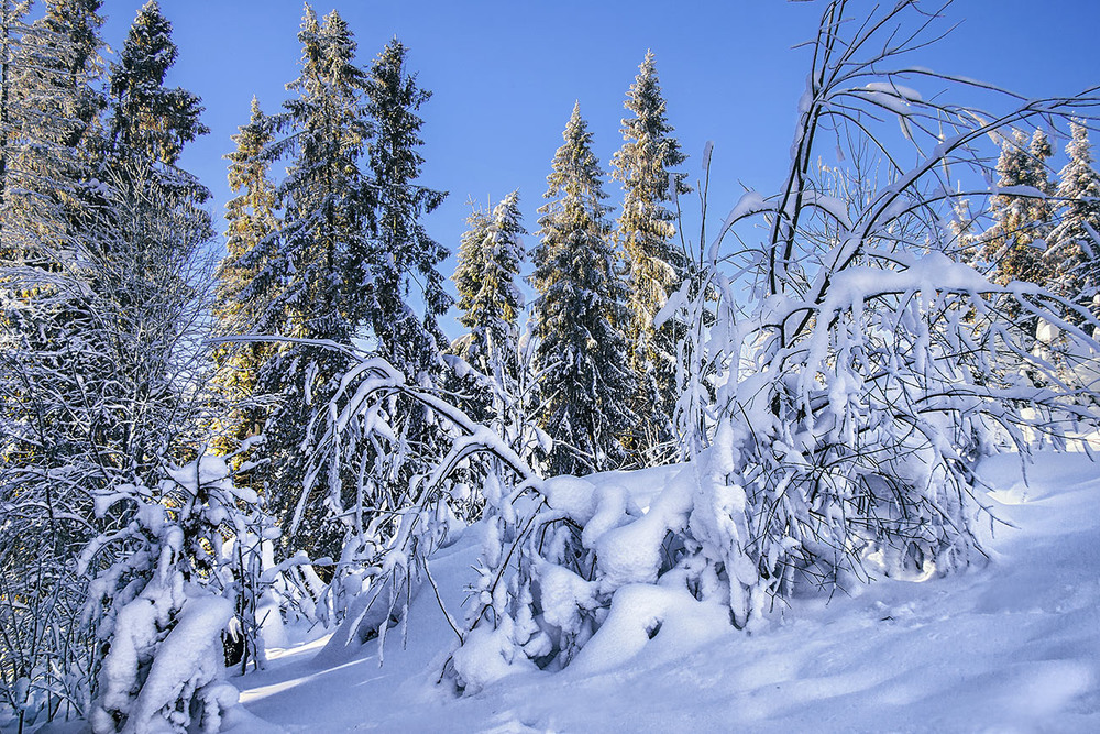 Фотографія З особливою приємністю  білий сніг згадується  коли пручаєшся в чорній багнюці. / Юрій Максименко / photographers.ua
