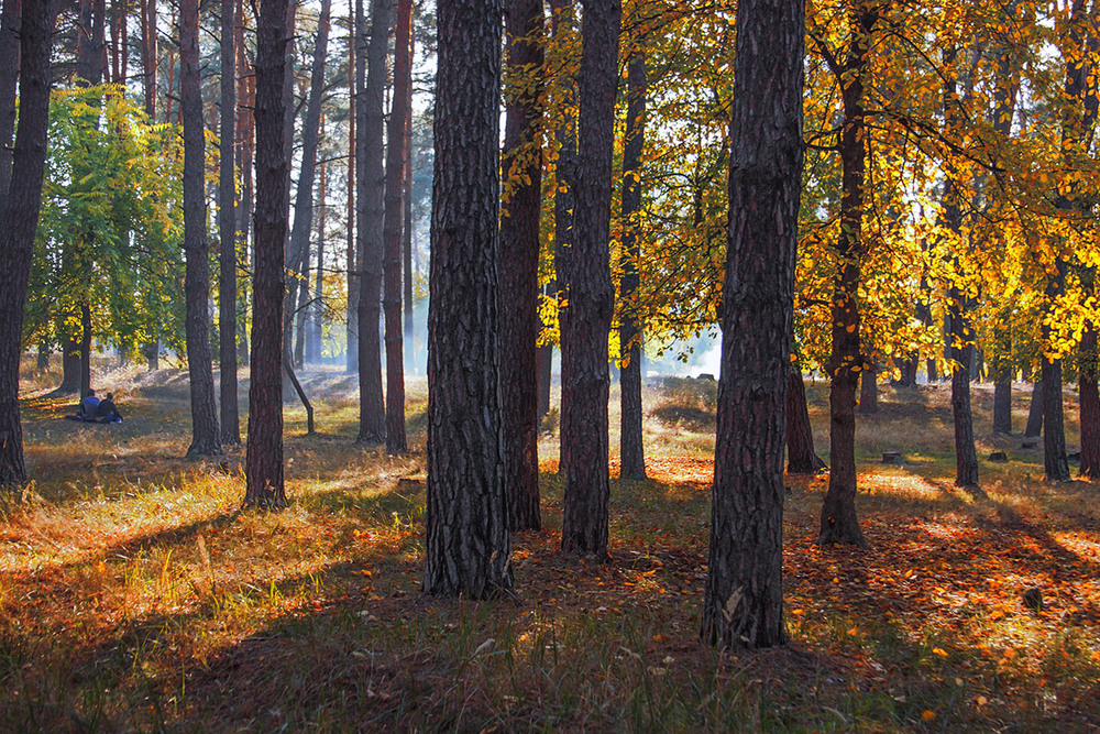 Фотографія По осені походеньки / Юрій Максименко / photographers.ua