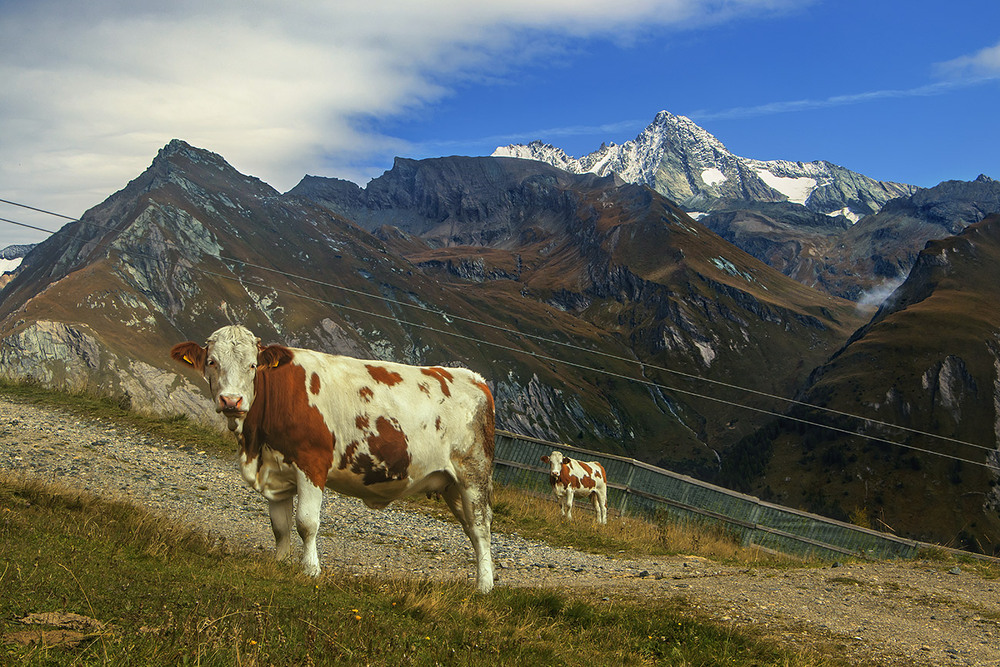 Фотографія Гори навкруги, молочко - буде! / Юрій Максименко / photographers.ua