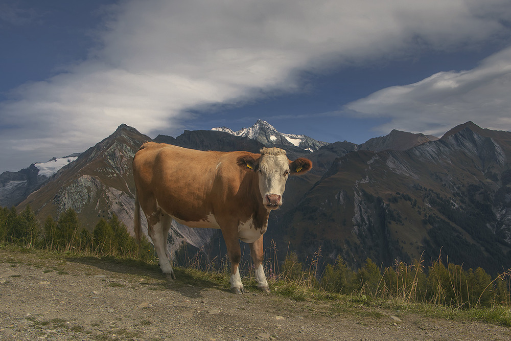 Фотографія Понад горами лине пісня ця: муууу-ууу-ггхх-гааа / Юрій Максименко / photographers.ua