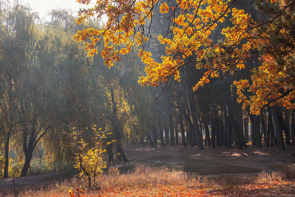 Фотографія Світла багато не буває восени. / Юрій Максименко / photographers.ua