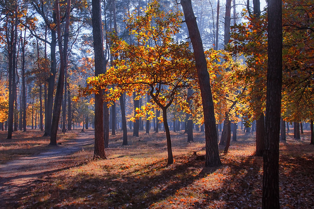 Фотографія Багато осені, багато листя, багато сонця. / Юрій Максименко / photographers.ua