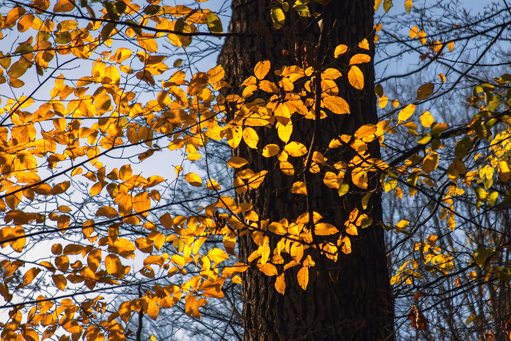 Фотографія Буває, осінь так світиться, що аж в очах мерехтить. / Юрій Максименко / photographers.ua