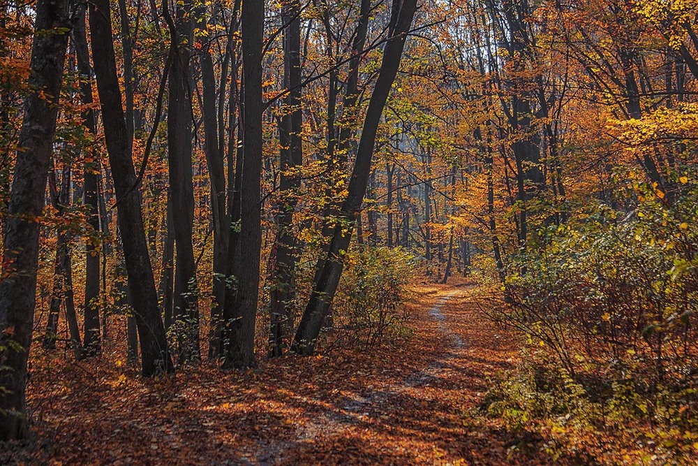 Фотографія Світле життя буває в лісі з темними стовбурами. Було б куди подітися, - а дорога знайдеться. / Юрій Максименко / photographers.ua