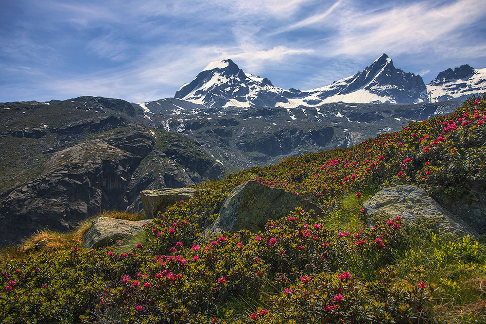 Фотографія І не треба нести мені квітку надії, бо давно уже ти увійшла в мої мрії. / Юрій Максименко / photographers.ua