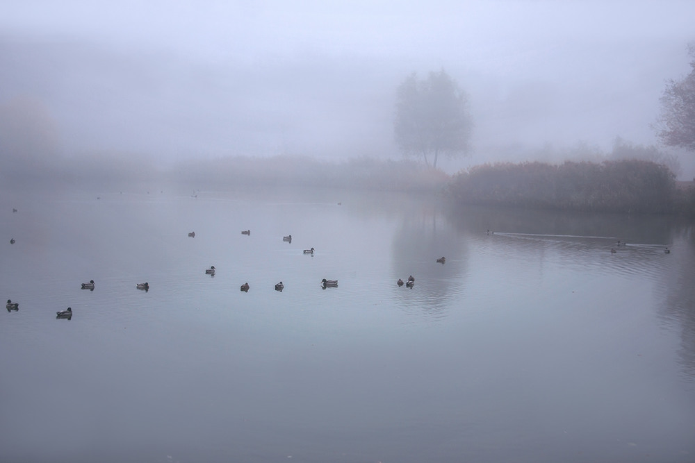 Фотографія В тумані переміщатися означає перебирати швидко лапками. / Юрій Максименко / photographers.ua