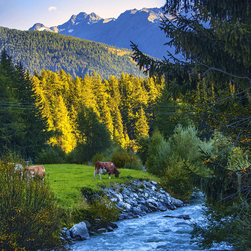 Фотографія Без корів, лісів, гір і річок жити було б вкрай сутужно. / Юрій Максименко / photographers.ua