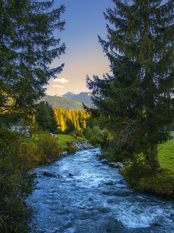 Фотографія Життя на землі без корів було б набагато важчим. / Юрій Максименко / photographers.ua