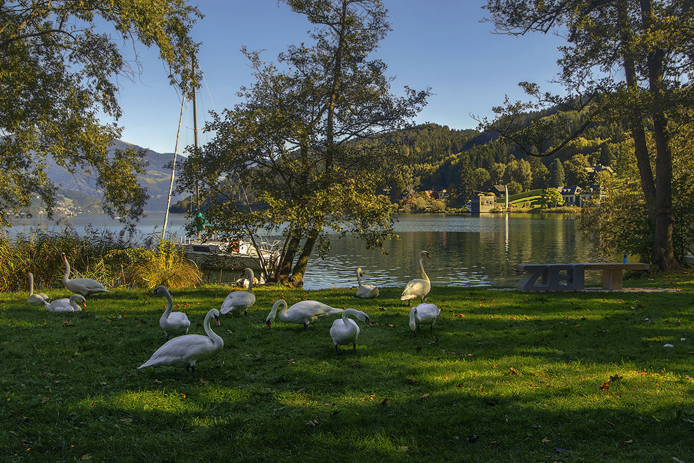 Фотографія Гуси-гуси - гусенята - візьміть мене на крилята. (Gänse, nehmt mich auf eure Flügel!) / Юрій Максименко / photographers.ua
