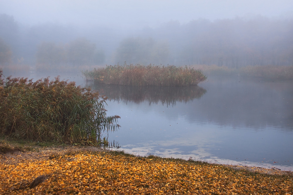 Фотографія На острові замріяних качок рано вранці панує туманний спокій. / Юрій Максименко / photographers.ua