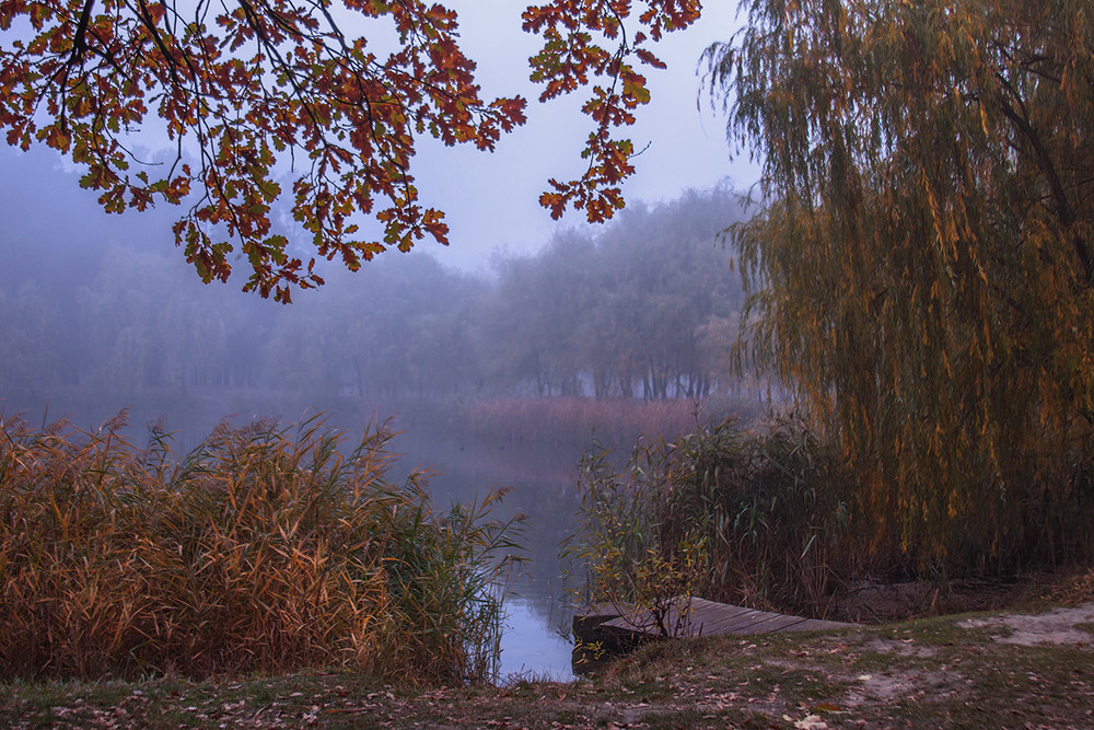 Фотографія Рано вранці в тумані. Верба плаче, а дуб сміється. / Юрій Максименко / photographers.ua
