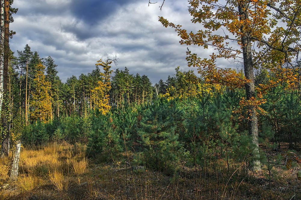 Фотографія На осінь ще не золоту, та вже позолочену моцно сонечко поглянуло - крізь хмари - перед дощем. / Юрій Максименко / photographers.ua