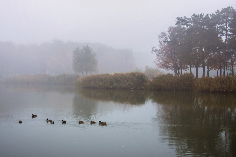 Фотографія Туманний ранок жовтня з качками і очеретом. / Юрій Максименко / photographers.ua