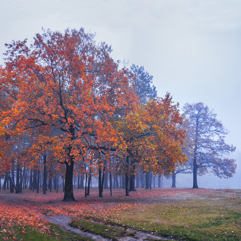 Фотографія Дорога привела в затуманену осінь якось. / Юрій Максименко / photographers.ua